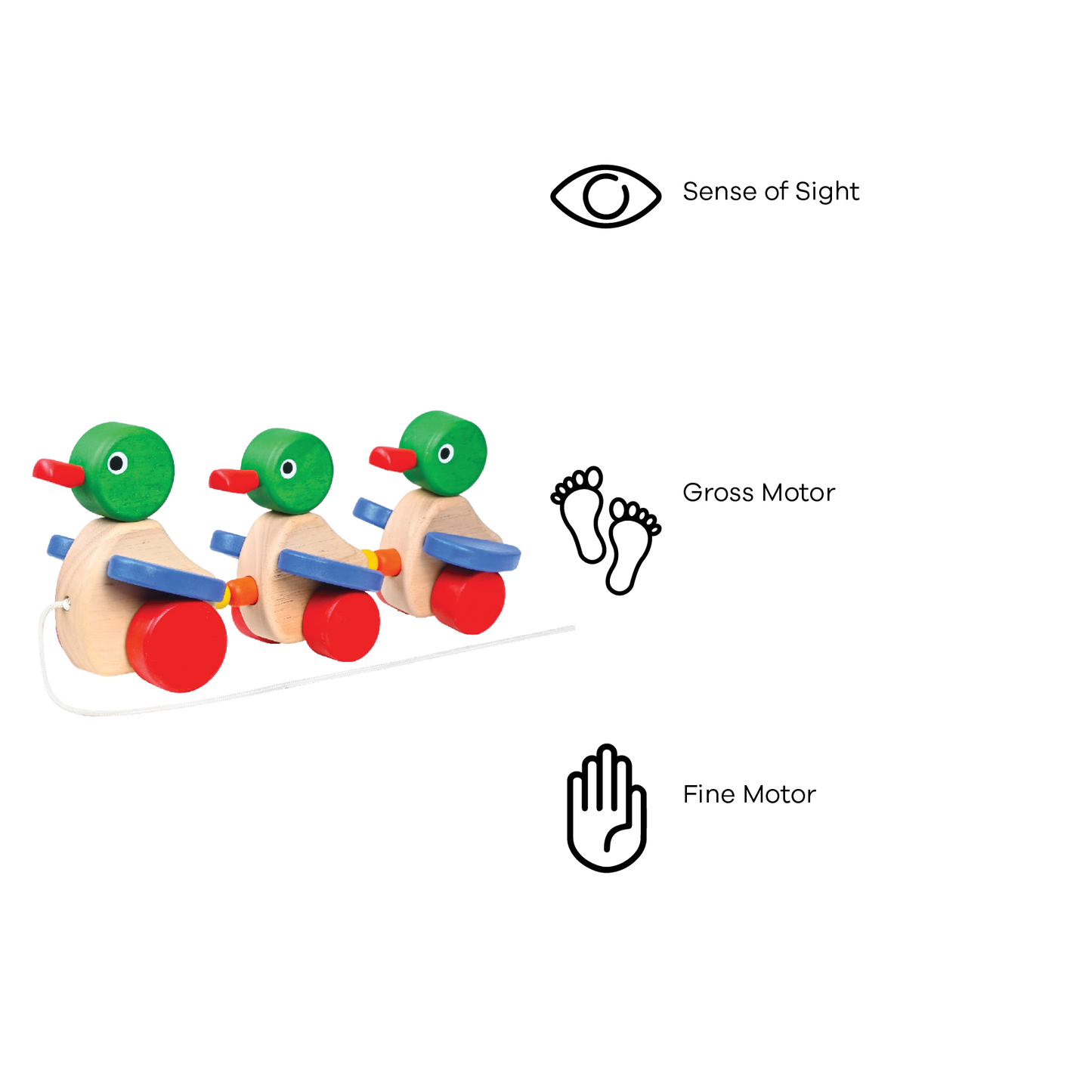 DUCK FAMILY (PRIMARY)